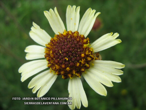 Helenium radiannum