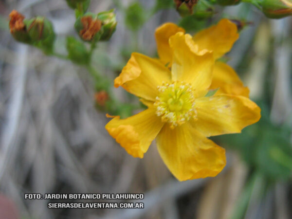 Hypericum connatum