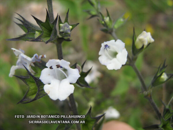 Lepechinia floribunda