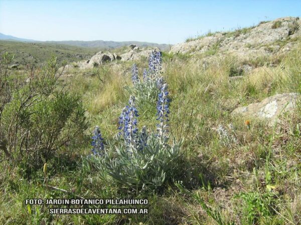 Lupinus aureonitens