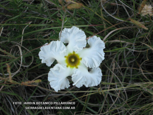 Mandevilla petraea