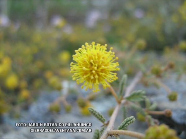 Mimosa rocae