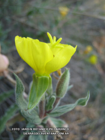 Oenothera mollisima