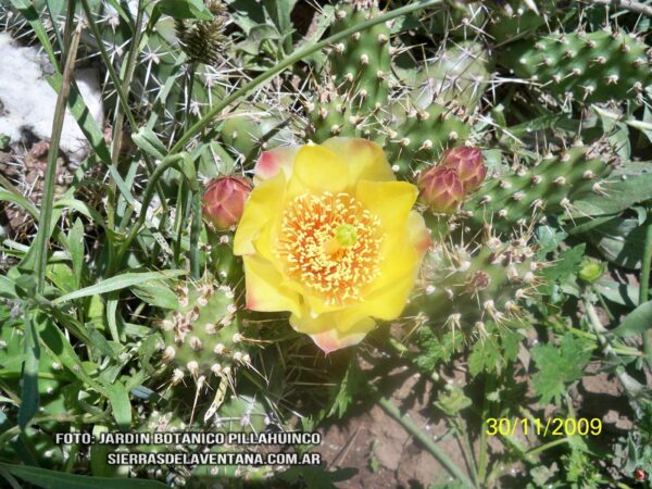 Opuntia ventanensis de Sierra de la Ventana