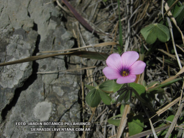 Oxalis gracillima