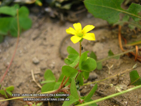 Oxalis sp