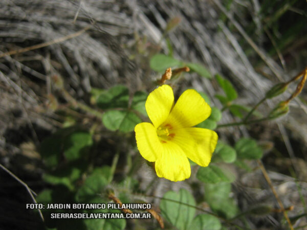 Oxalis subcorymbosa