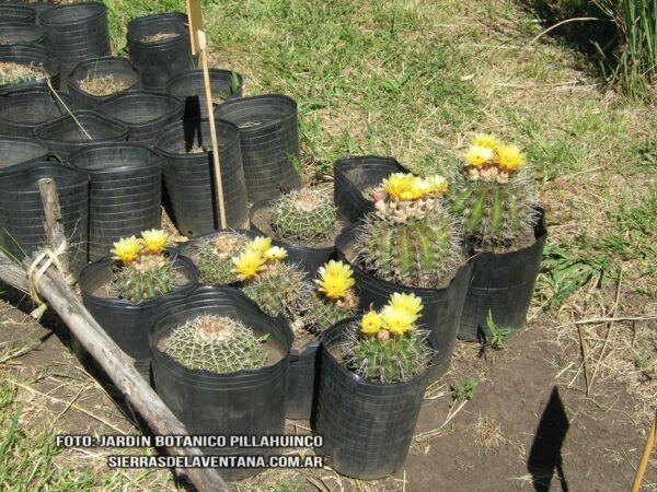 Parodia submammulosa