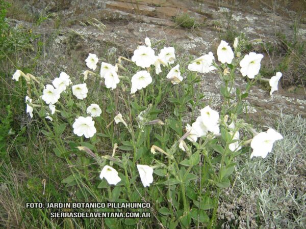 Petunia axilaris