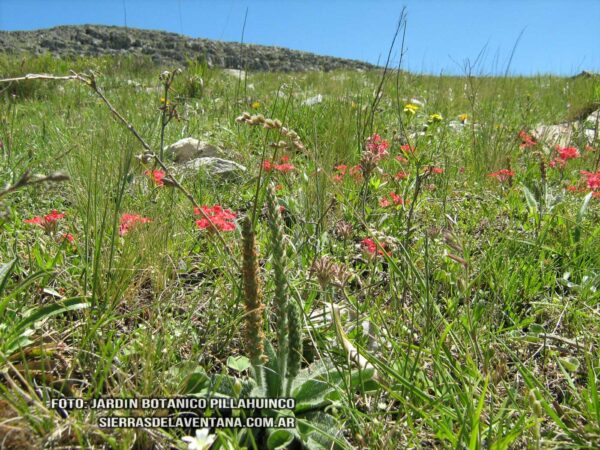 Plantago