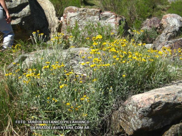 Senecio arechavaletae