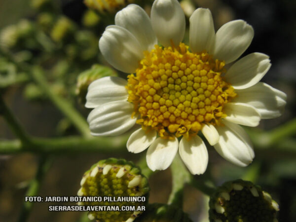 Senecio bonariensis