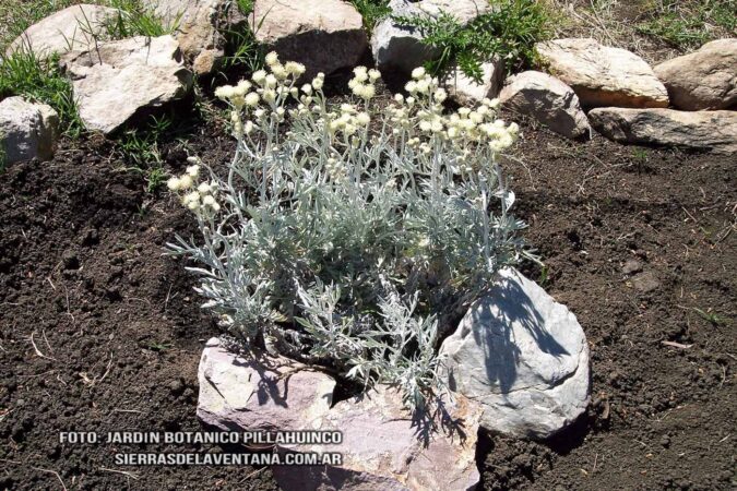 Senecio leucopeplus de Sierra de la Ventana