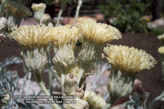 Senecio leucopeplus