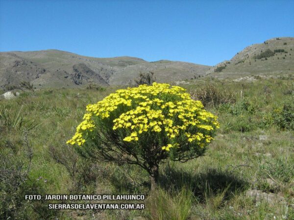 Senecio ventanensis de Sierra de la Ventana