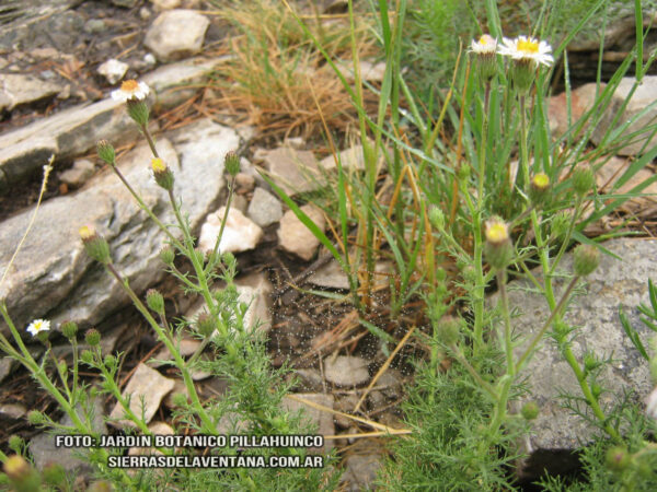 Sommerfeldtia spinulosa