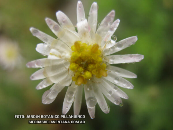 Sommerfeldtia spinulosa