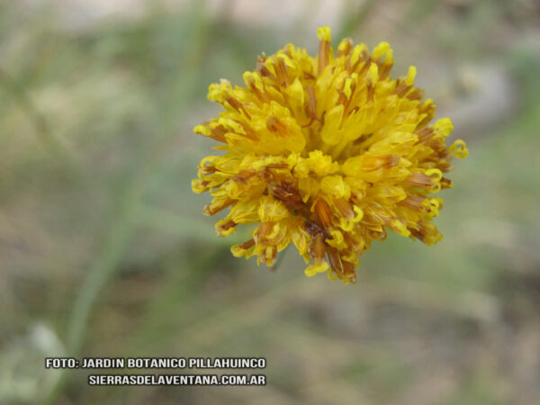 Thelesperma megapotamica