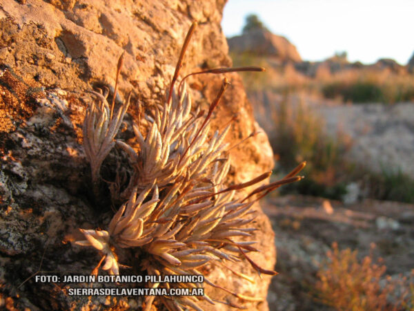 Tillandsia capillaris