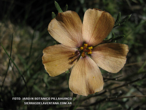 Turnera pinatifida