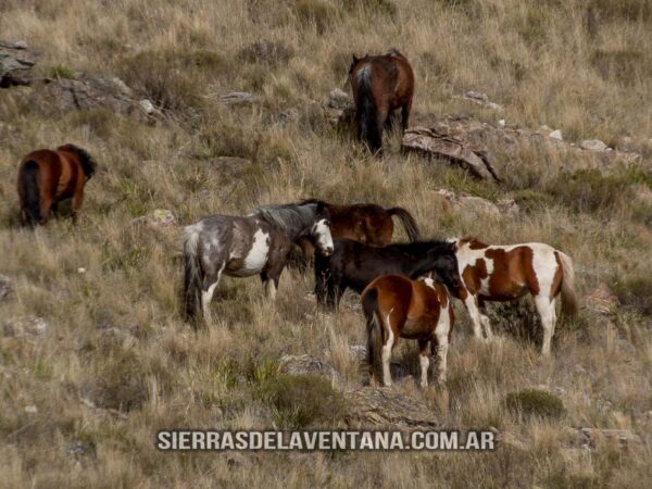 Caballos Cimarrones o Salvajes del Parque Provincial Ernesto Tornquist de Sierra de la Ventana