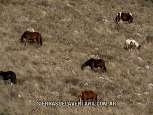 Caballos Cimarrones o Salvajes del Parque Provincial Ernesto Tornquist de Sierra de la Ventana