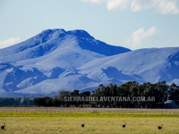 Ñandús en las Sierras de la Ventana