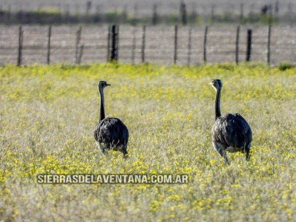 Ñandús en las Sierras de la Ventana