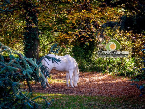 Otoño en Sierra de la Ventana y Villa Ventana