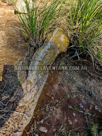 Arboles petrificados o fosilizados en Sierra de la Ventana