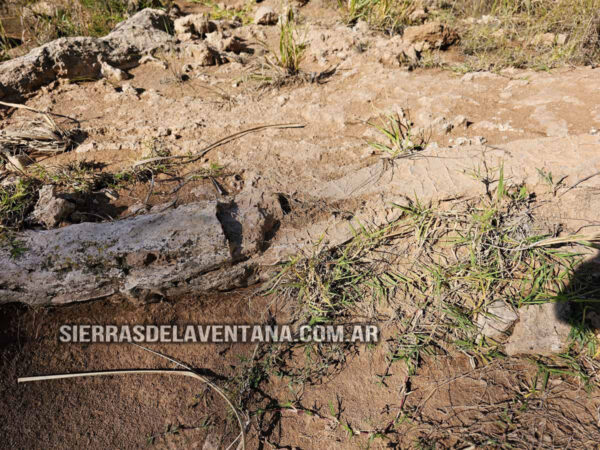 Arboles petrificados o fosilizados en Sierra de la Ventana
