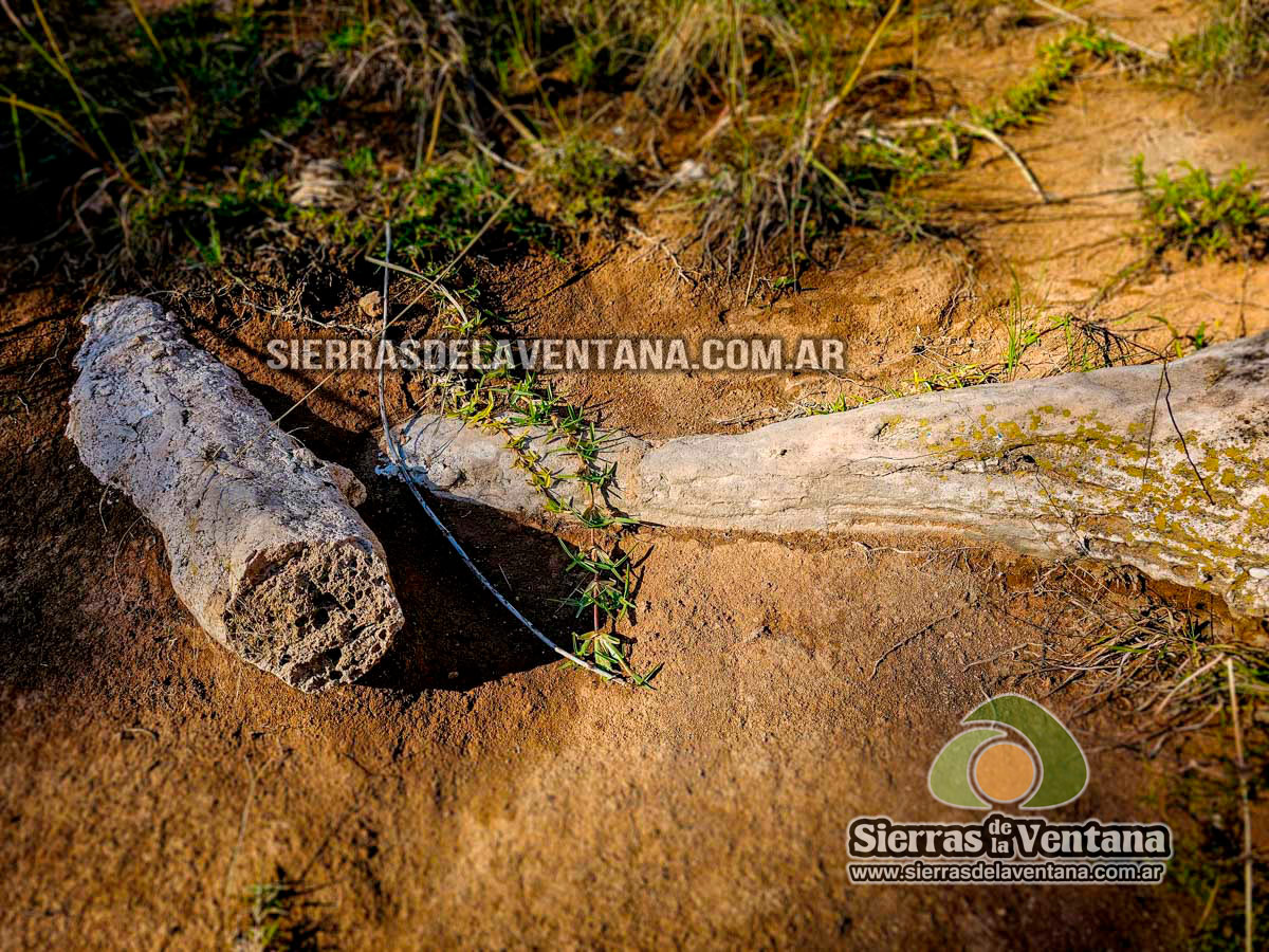 Arboles petrificados o fosilizados en Sierra de la Ventana