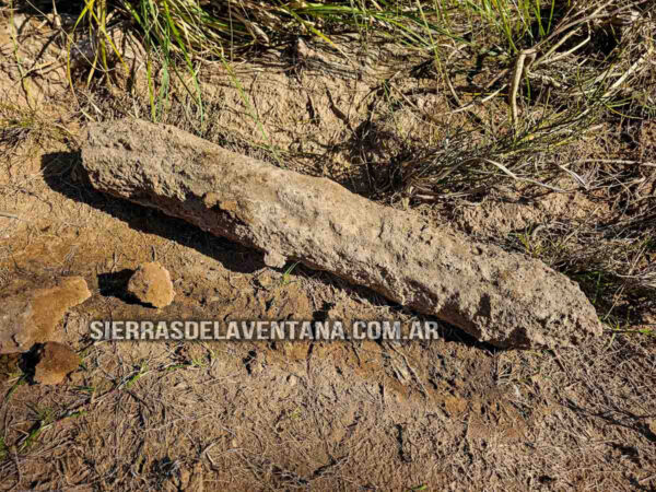 Arboles petrificados o fosilizados en Sierra de la Ventana