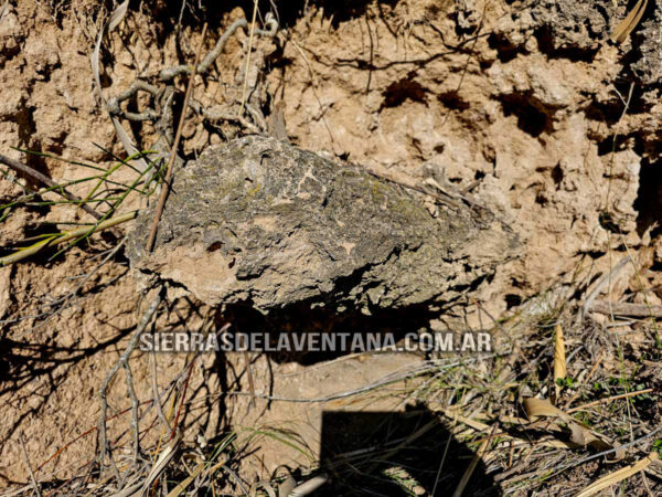 Arboles petrificados o fosilizados en Sierra de la Ventana