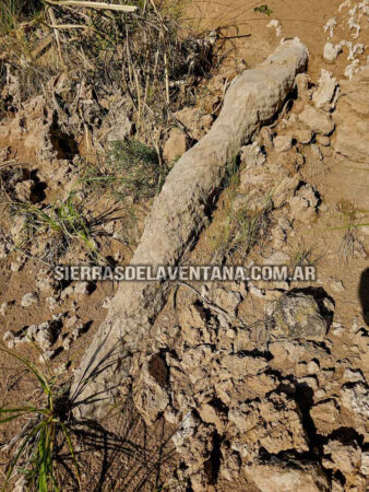 Arboles petrificados o fosilizados en Sierra de la Ventana