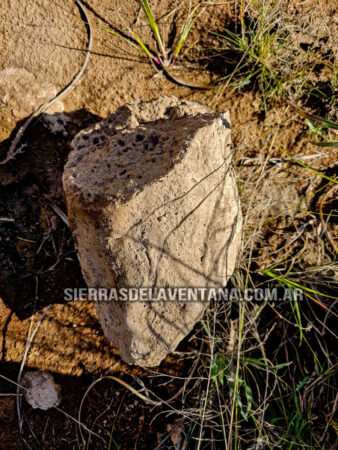 Arboles petrificados o fosilizados en Sierra de la Ventana