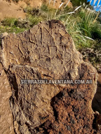 Arboles petrificados o fosilizados en Sierra de la Ventana