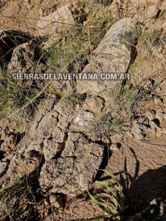 Arboles petrificados o fosilizados en Sierra de la Ventana