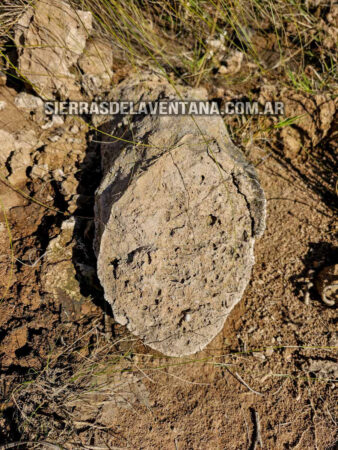 Arboles petrificados o fosilizados en Sierra de la Ventana