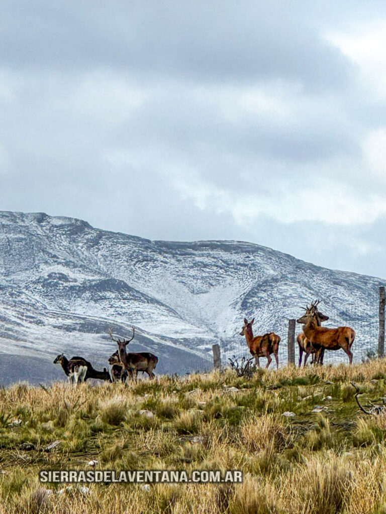 Primera nevada del 2025 en las Sierras de la Ventana