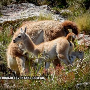 Guanacos en Sierra de la Ventana