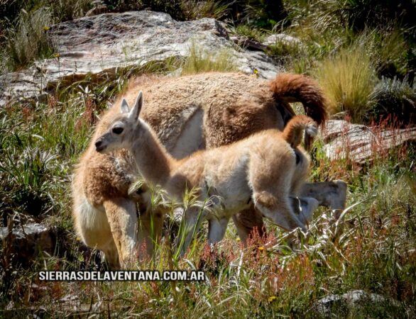 Guanacos en Sierra de la Ventana