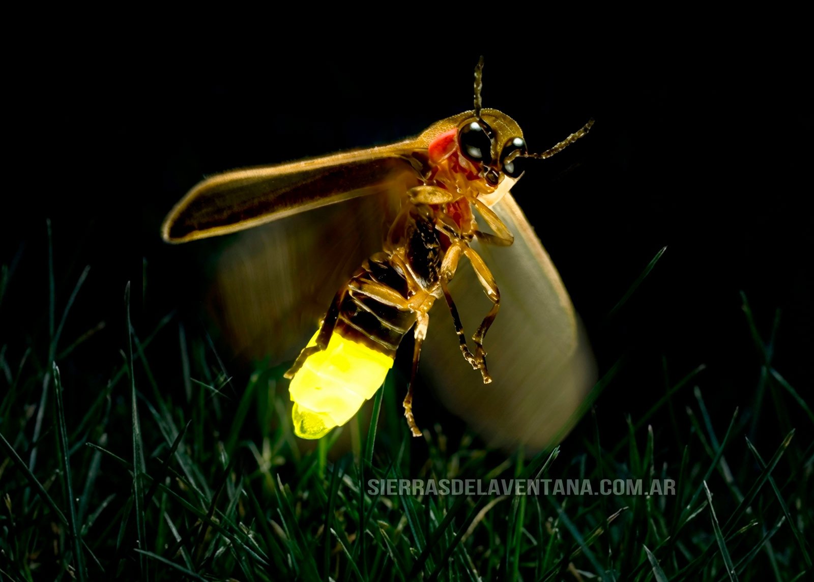 Luciernagas en Sierra de la Ventana