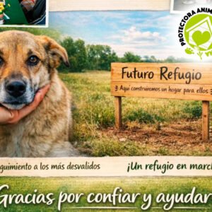 Protectora animal villa ventana