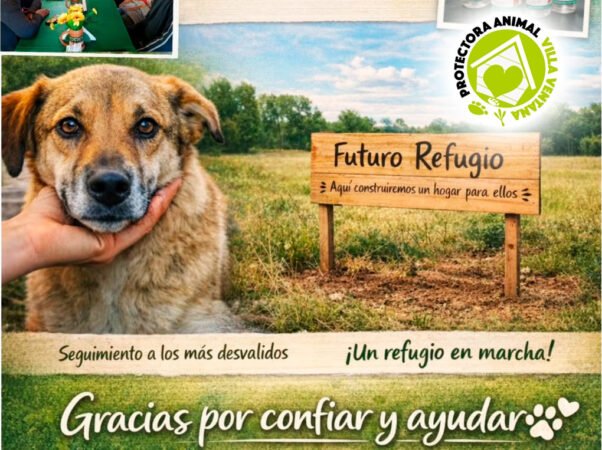 Protectora animal villa ventana