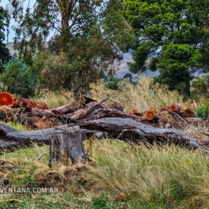 La histórica depredación forestal del ex Club Hotel de Villa Ventana