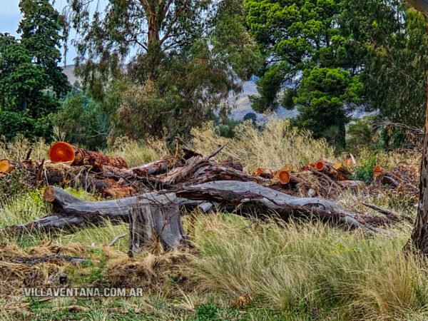 La histórica depredación forestal del ex Club Hotel de Villa Ventana
